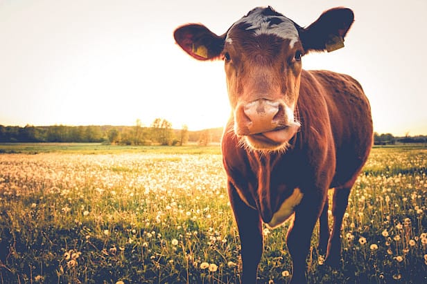 Landwirtschaftliche Nutzung von Agrarflächen – Grünland und Ackerbau