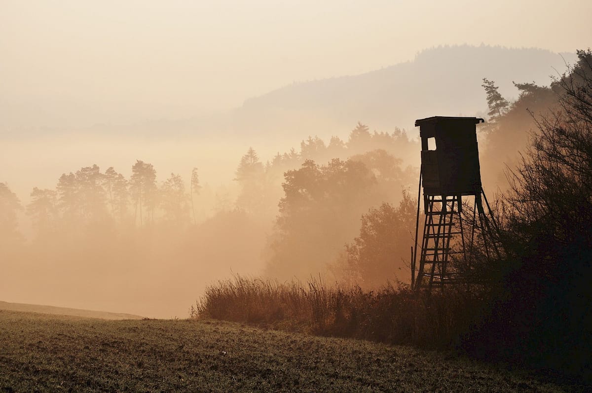 Wildtiermanagement im Wald – Jagd als Instrument der Forstwirtschaft