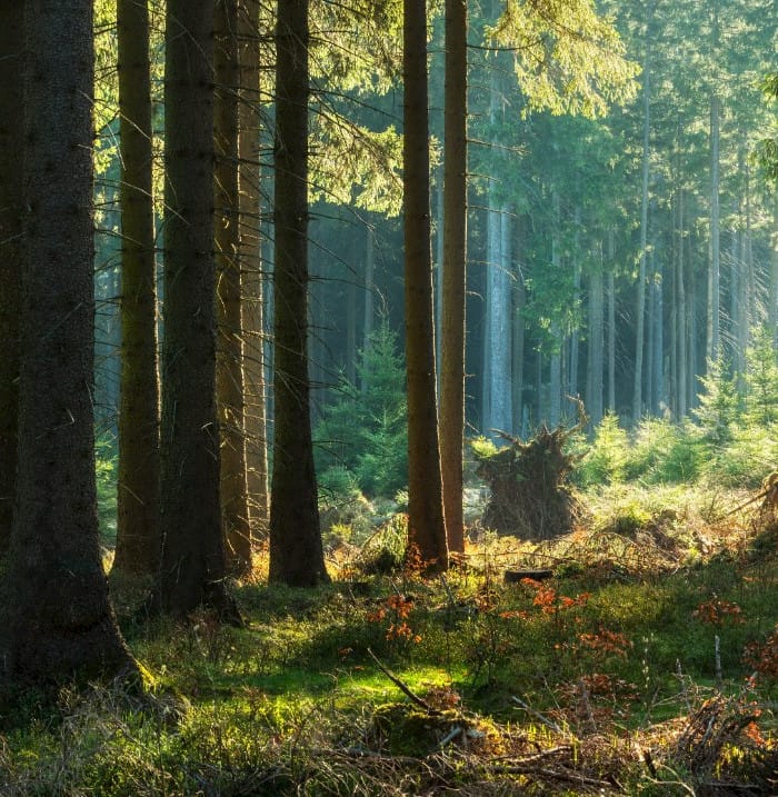 Digitalisierung in der Forstwirtschaft – Smart Forestry mit Drohnen und GIS