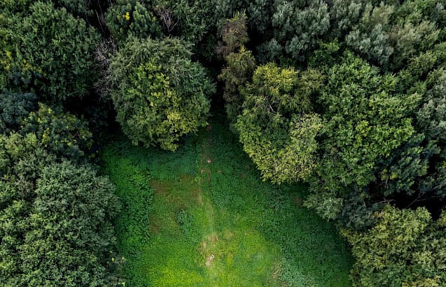 Waldfläche in Bayern – nachhaltige Forstwirtschaft und Waldmanagement